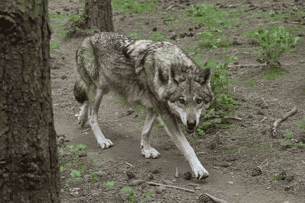 Der graue Wolf, der meist wahrscheinliche Vorvater der heutigen Hunderassen